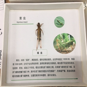 小学科学教学仪器学校实验教学演示害虫标本、害虫介绍