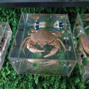 小学科学教学仪器学校实验教学中小学生物教学用品螃蟹浸制标本