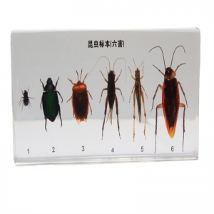 学校实验教学中小学教学用品昆虫有机树脂包埋标本