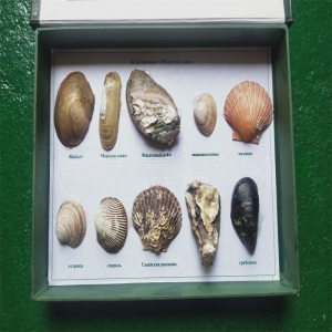 学校实验教学中小学教学用品海洋生物标本
