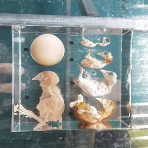 学校实验教学中小学教学用品小鸡生活史标本、小鸡的一生