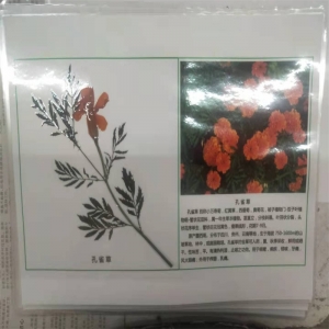学校实验教学中小学教学用品植物覆膜标本