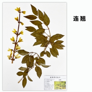 中草药植物腊叶标本成品腊叶台纸标本小学科学中学