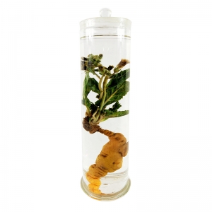 植物浸制标本玻璃瓶装中药自然保色教学教学器材
