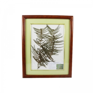 植物腊叶标本三尖杉教学展示标本园林树木教学标本