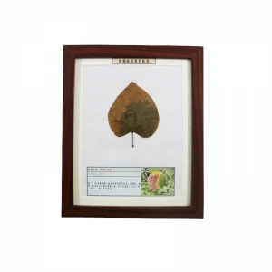 植物病害原色标本紫荆叶枯病展示树木教学教学用植物标本