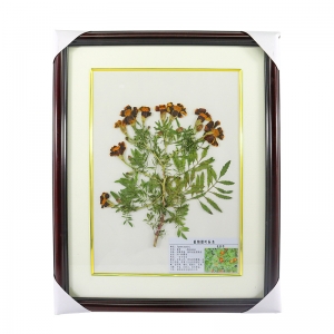 植物腊叶标本 展示展览精装植物标本 展馆教学干植物标本