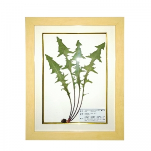 植物腊叶标本 展示展览精装植物标本 展馆教学干植物标本
