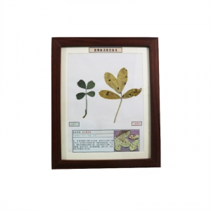 植物病害原色标本花生网斑病展示标本农作物病害教学标本
