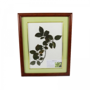 植物腊叶标本朴树教学展示标本园林树木教学标本植物标本