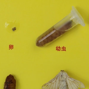家蚕生活史 初中生物标本初高中生物教学实验器材标本昆虫模型